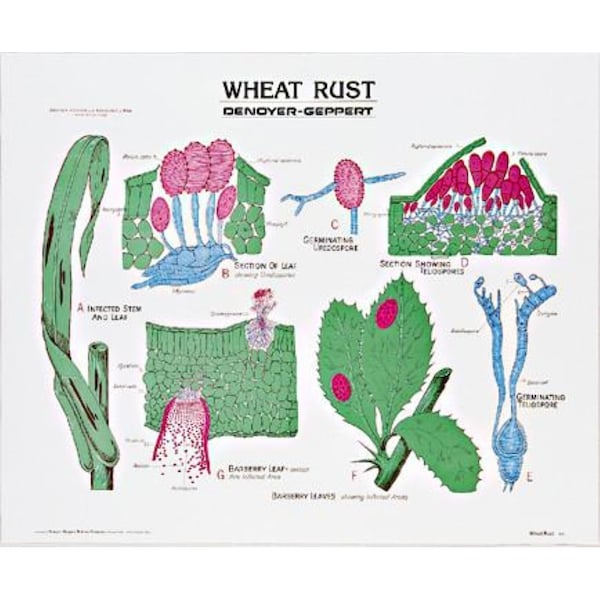 Charts/Posters, Wheat Rust Chart Mounted